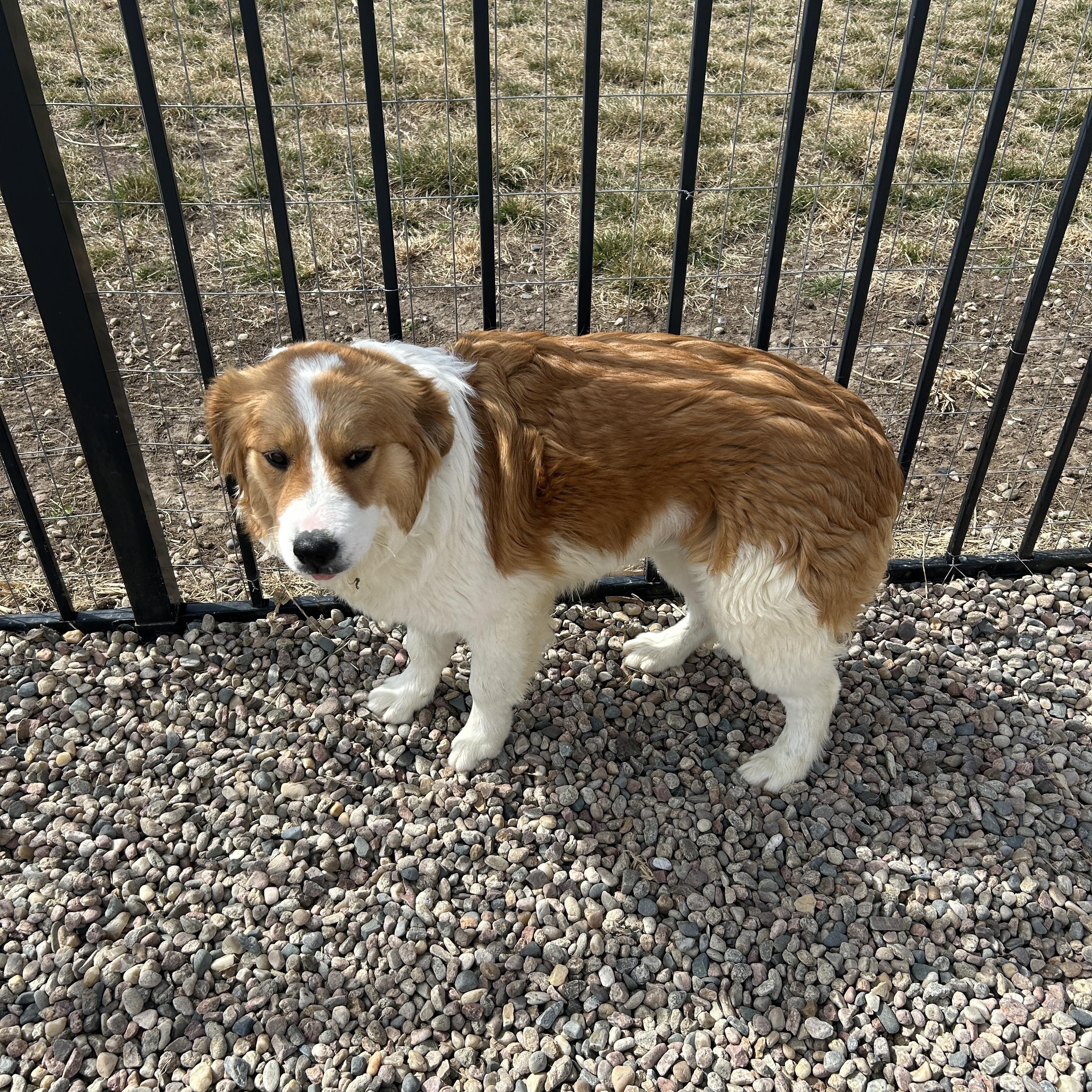 Enlarge Duke, a ADOPTABLE mixed breed in Seward, NE image 3/3