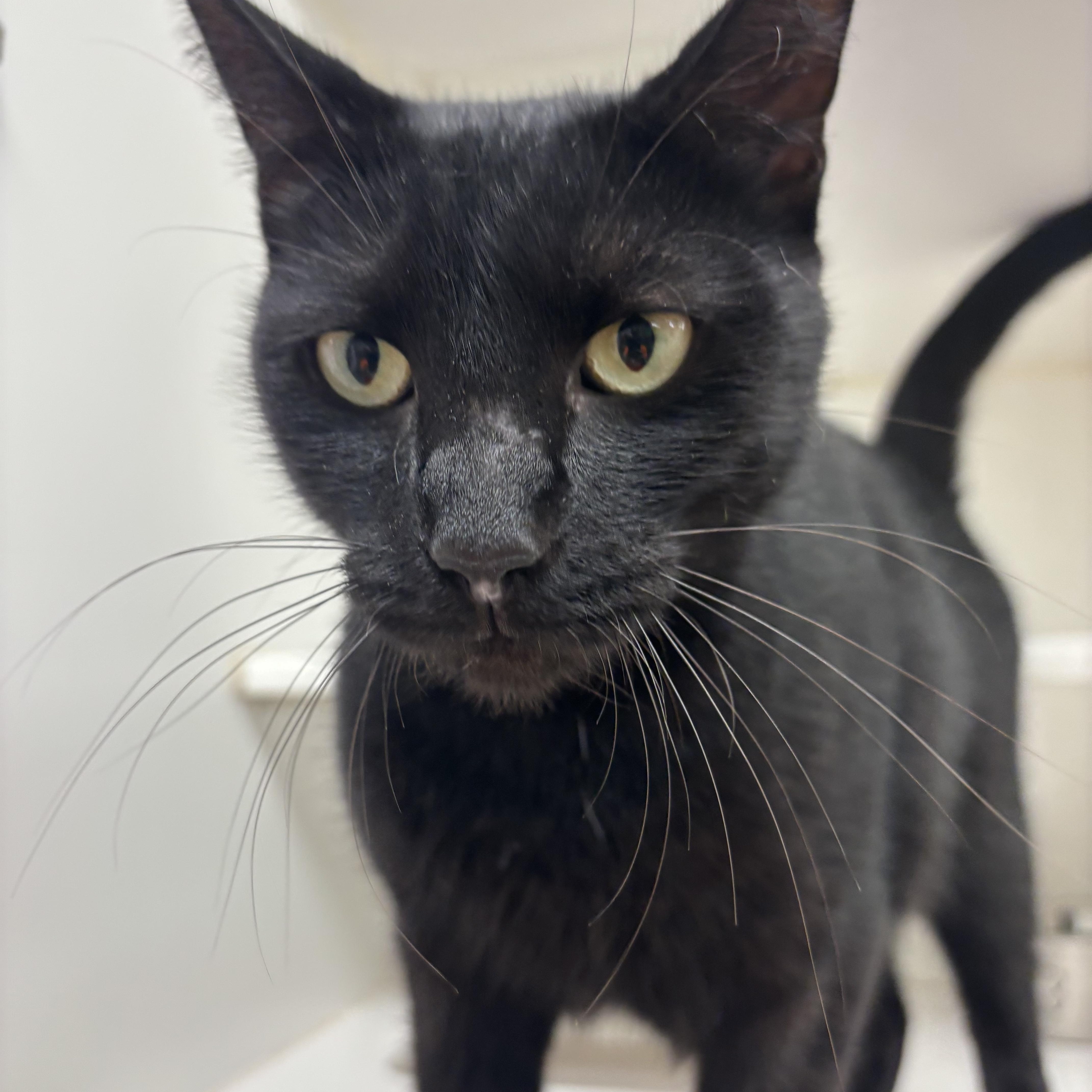 Enlarge Sirius, a Adopted Domestic Short Hair in Reisterstown, MD image 1/1