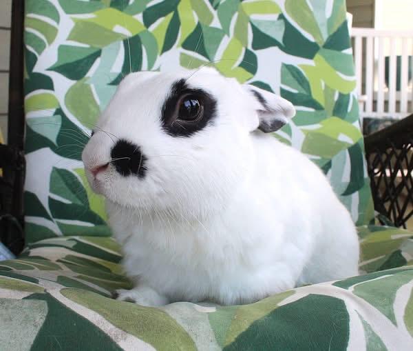 Ollie, ADOPTABLE, Adult Male English Spot.