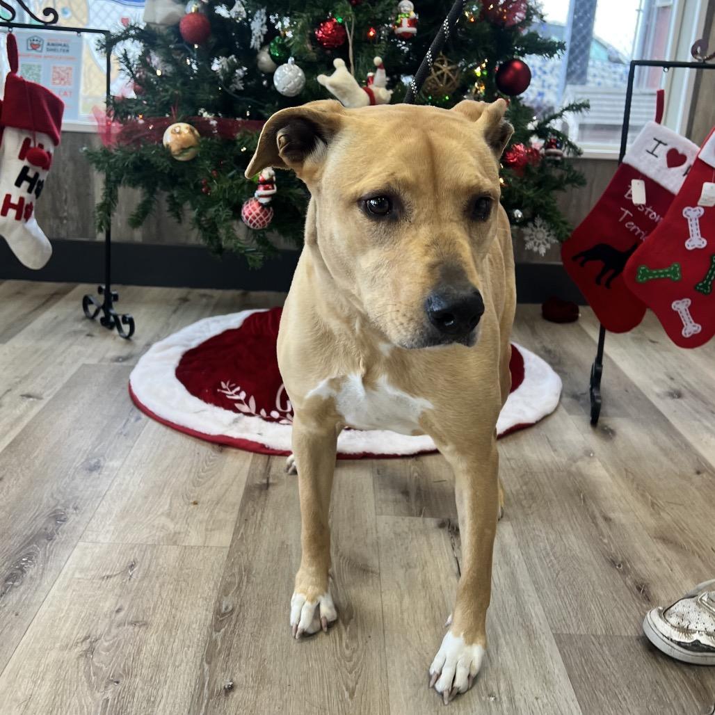 Zalla, Adoptable, Adult Female Mixed Breed.