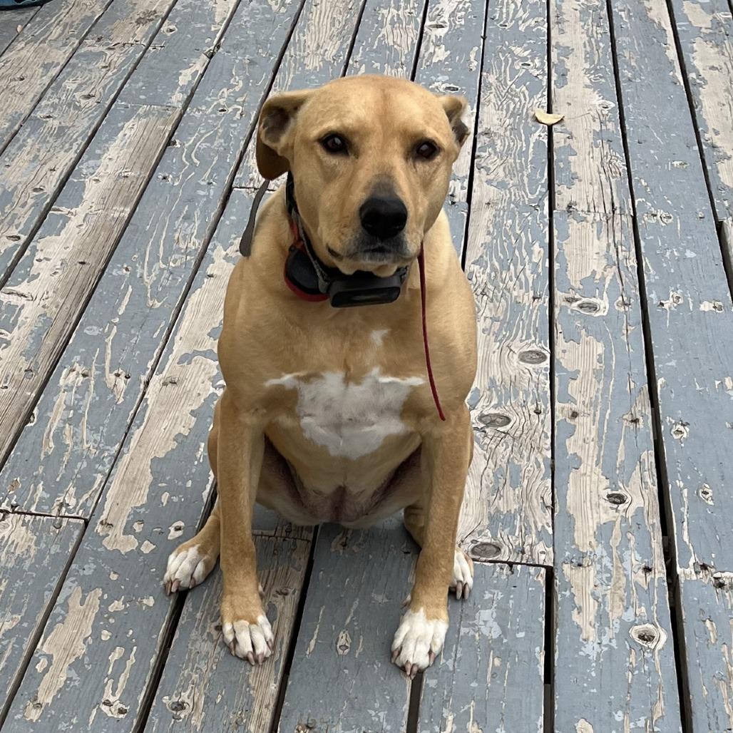 Enlarge Zalla, a Adoptable Mixed Breed in Idaho Falls, ID image 2/3