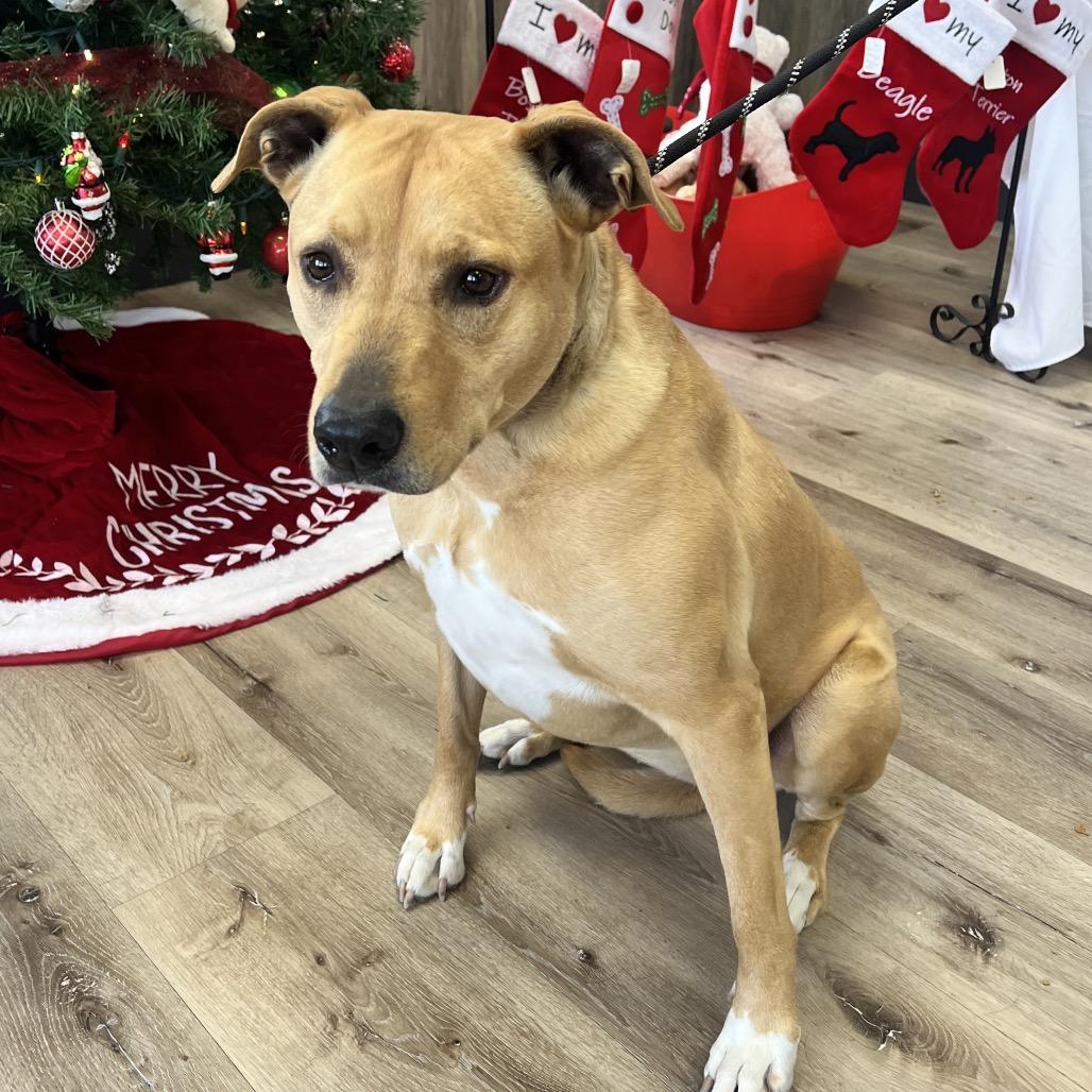 Enlarge Zalla, a Adoptable Mixed Breed in Idaho Falls, ID image 3/3