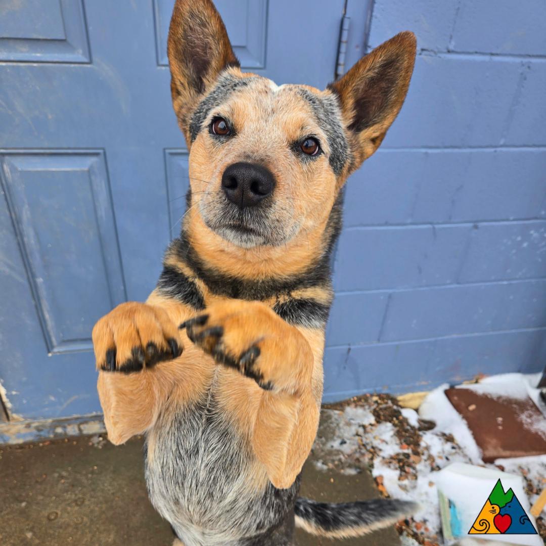 Enlarge Luke, a ADOPTABLE Australian Cattle Dog / Blue Heeler in Douglas, WY image 2/5