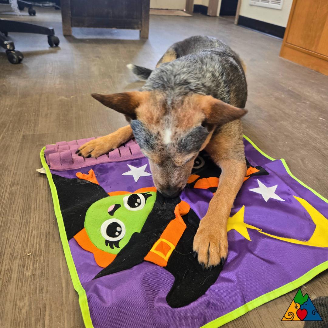 Luke, ADOPTABLE, Adult Male Australian Cattle Dog / Blue Heeler.