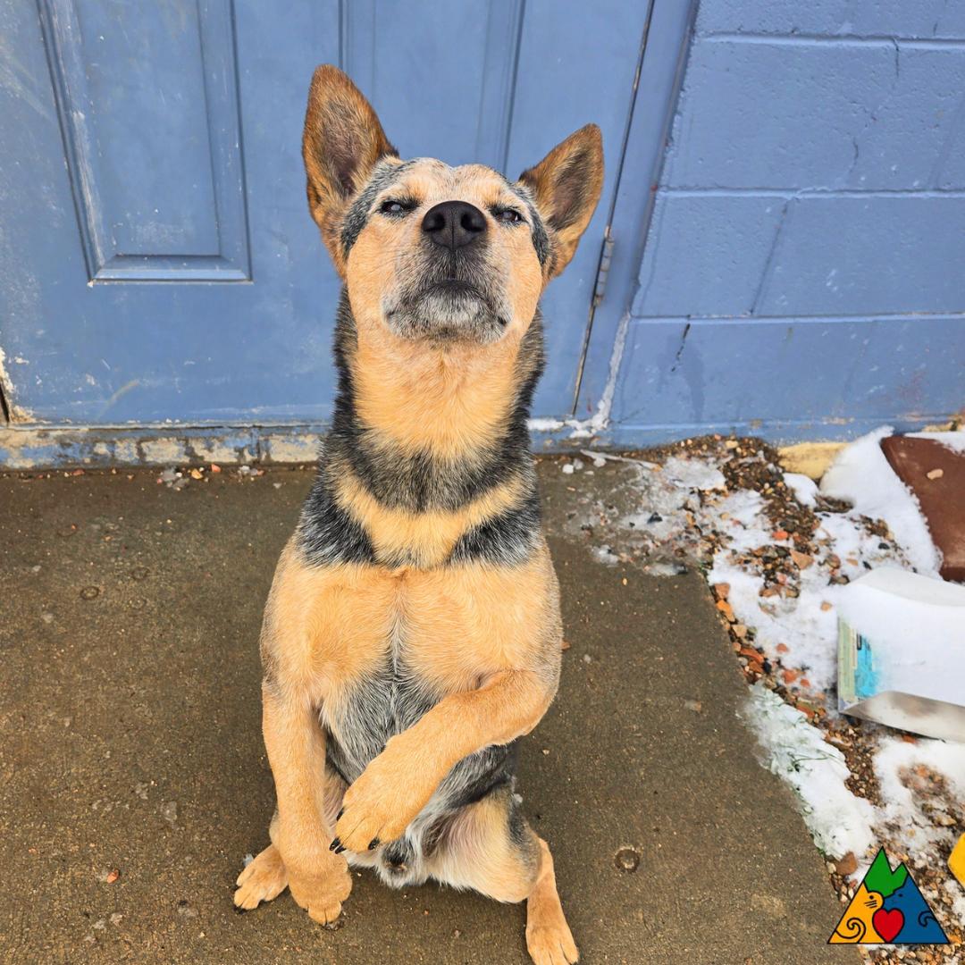 Enlarge Luke, a ADOPTABLE Australian Cattle Dog / Blue Heeler in Douglas, WY image 4/5
