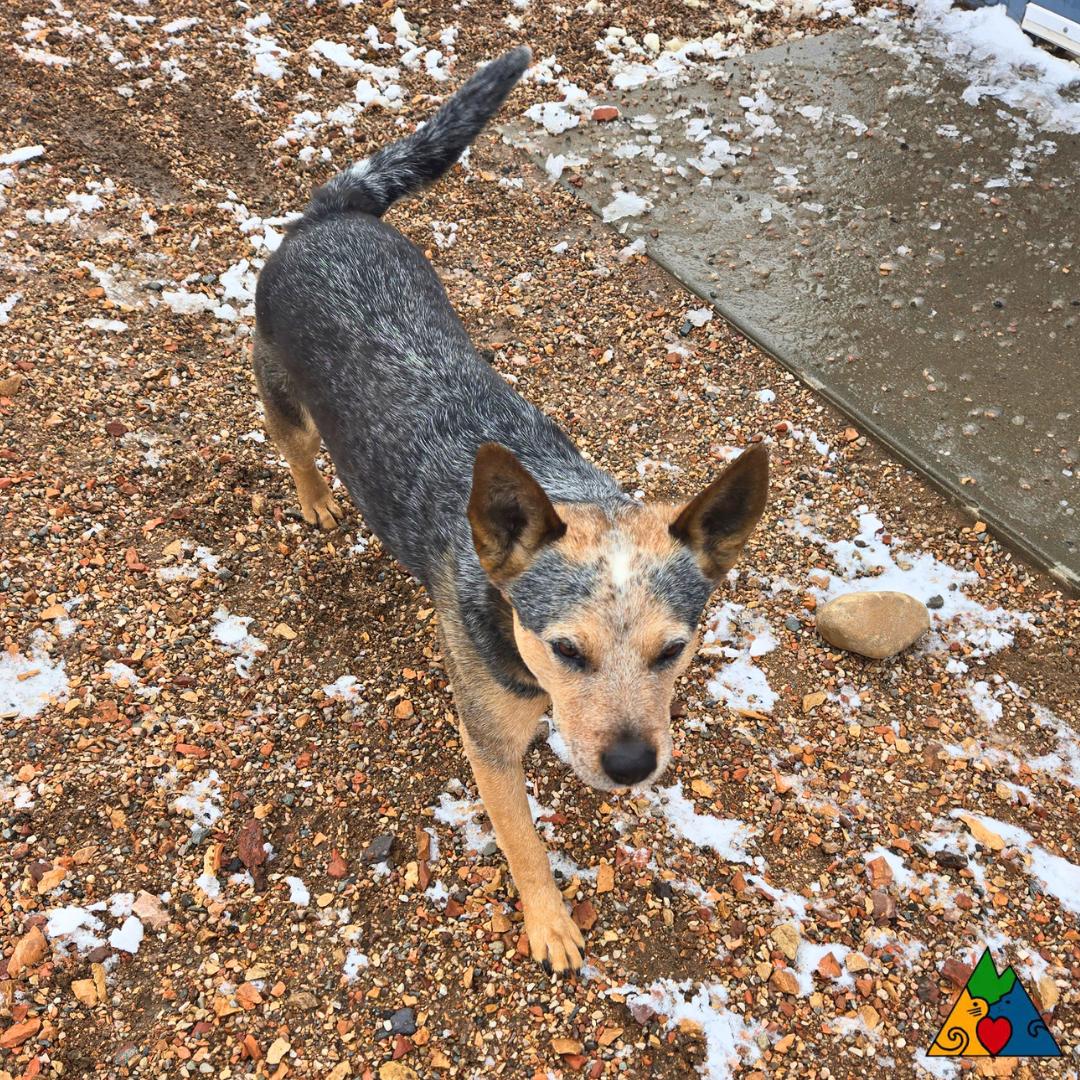 Enlarge Luke, a ADOPTABLE Australian Cattle Dog / Blue Heeler in Douglas, WY image 3/5