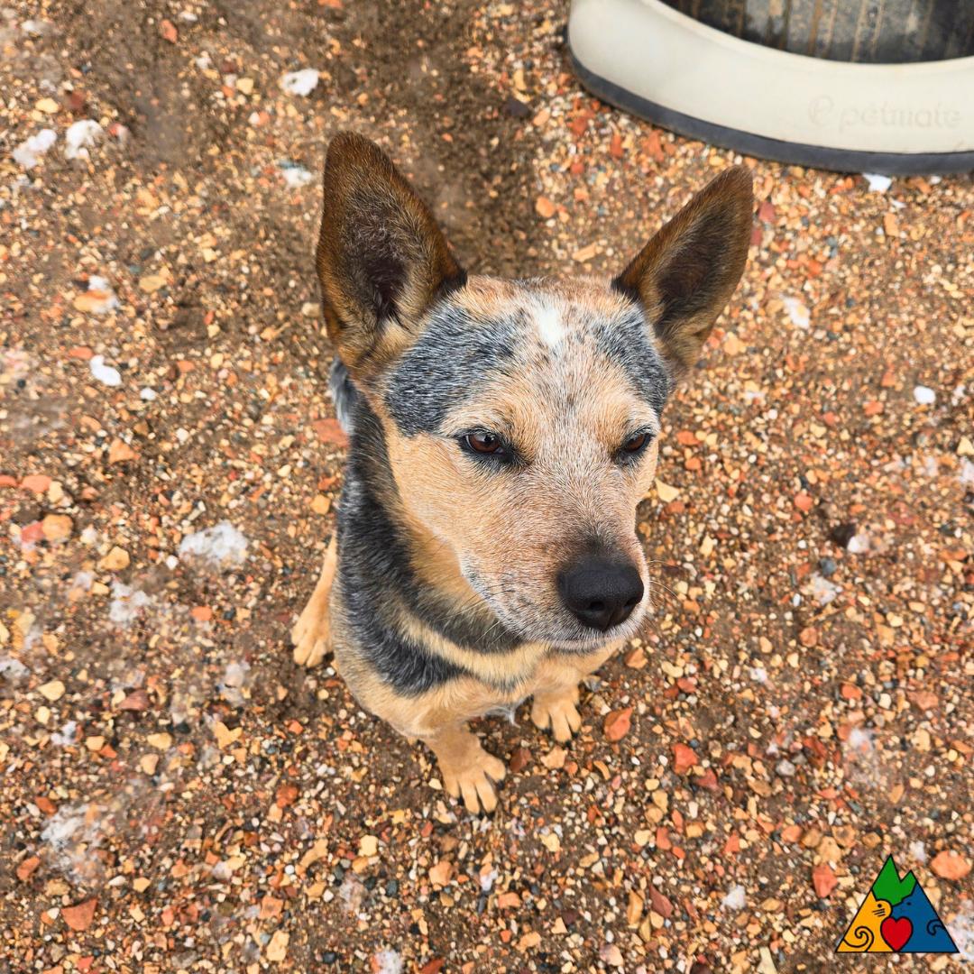 Enlarge Luke, a ADOPTABLE Australian Cattle Dog / Blue Heeler in Douglas, WY image 5/5