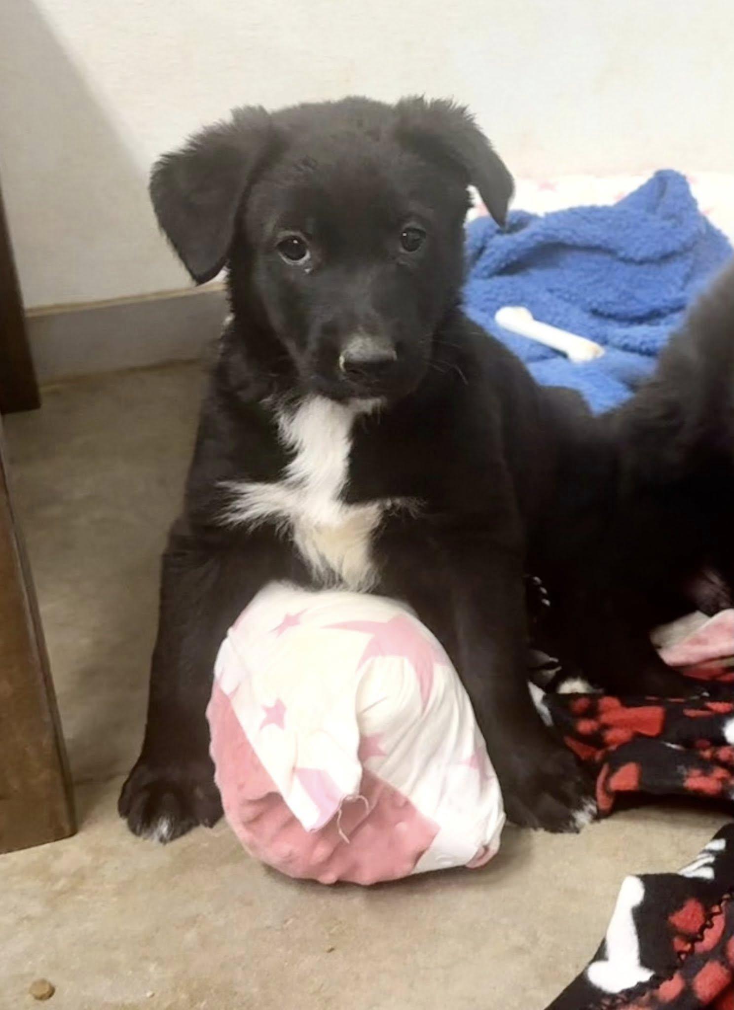 Pomegranate, Adopted, Puppy Female Border Collie & Flat-Coated Retriever.