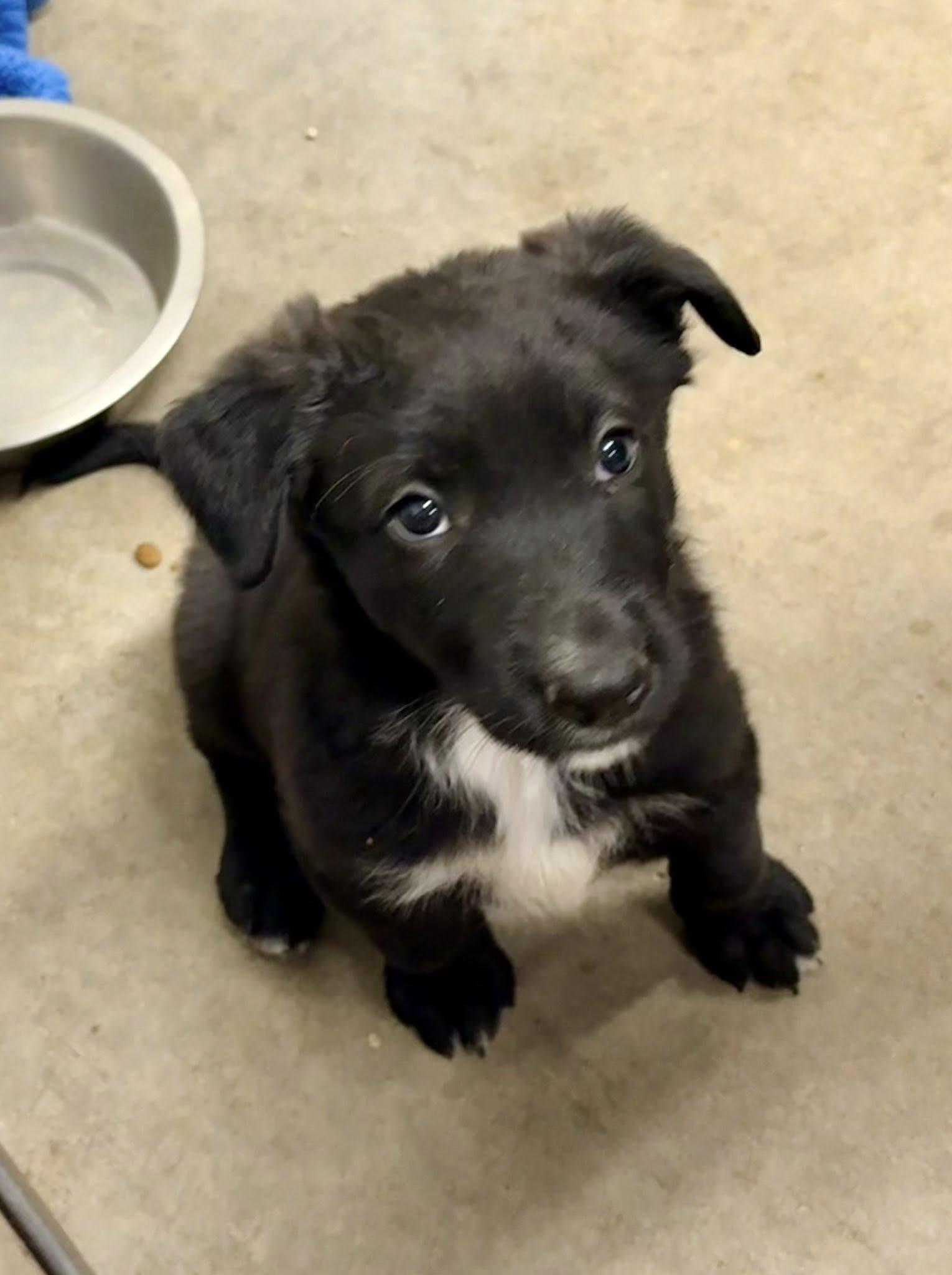 Pomegranate, a Adopted mixed breed in Phoenix, AZ image 2/3
