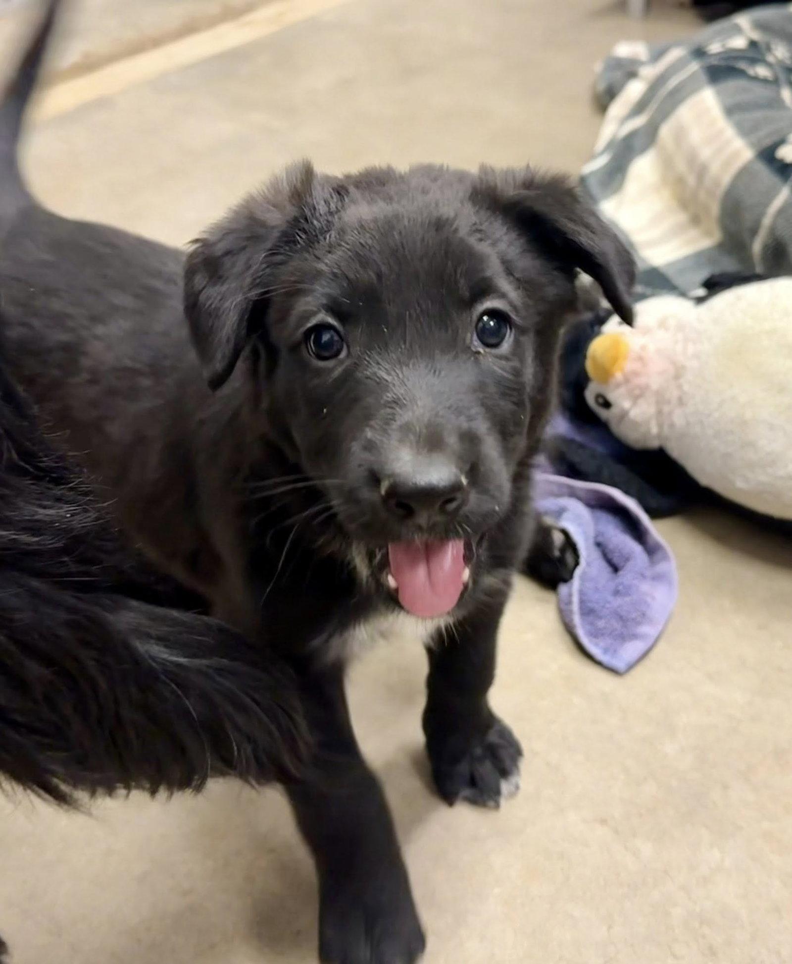 Pomegranate, a Adopted mixed breed in Phoenix, AZ image 3/3