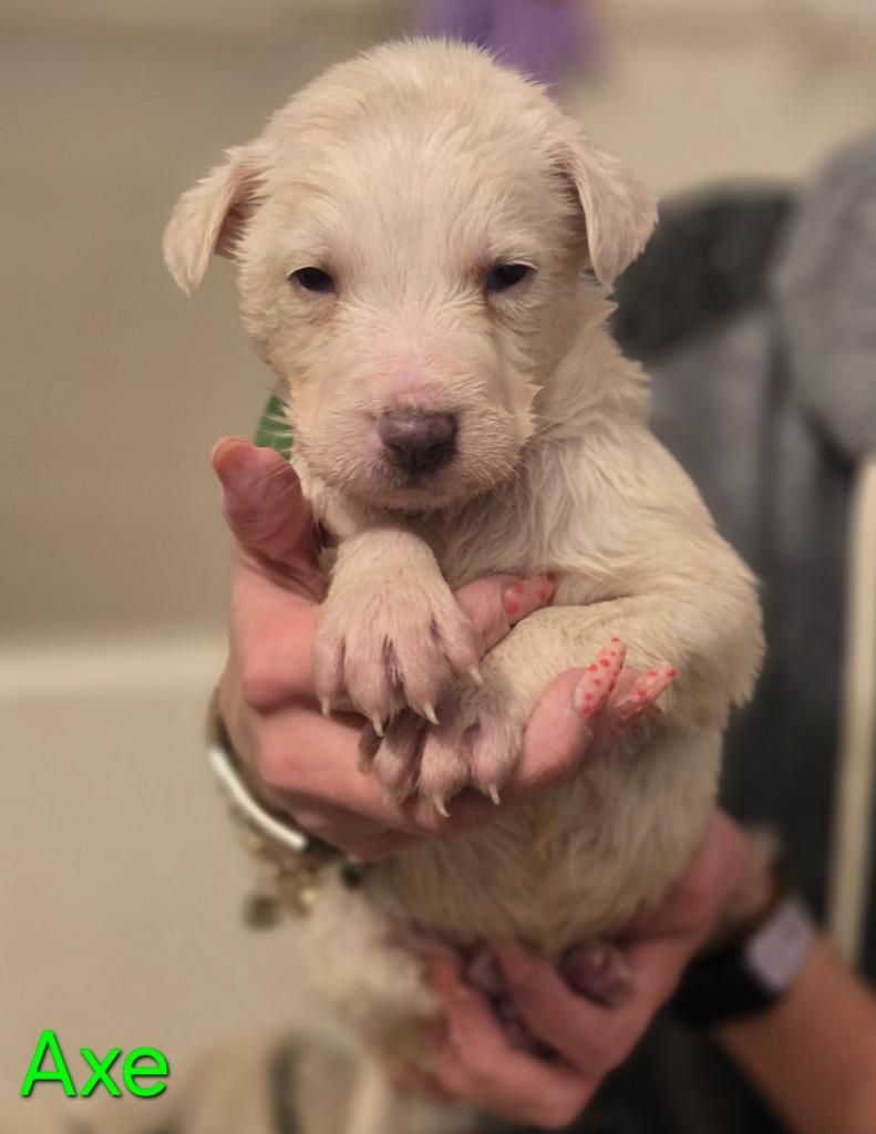 Axe, Adoptable, Puppy Male Husky & German Shepherd Dog.