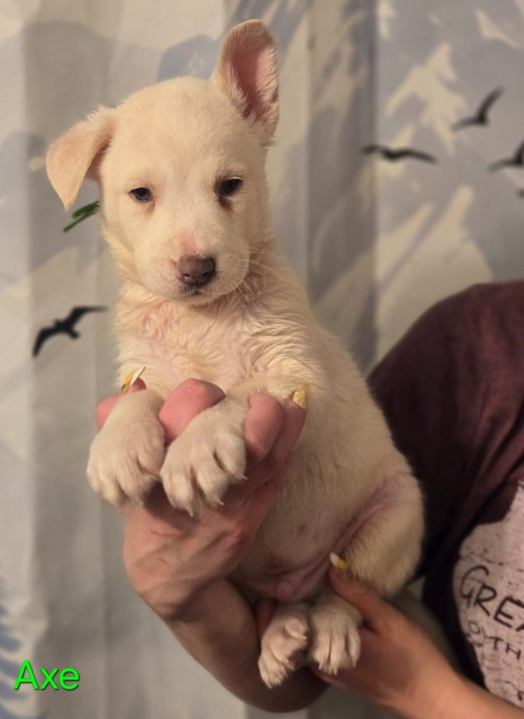 Enlarge Axe, a Adoptable mixed breed in Viroqua, WI image 2/6