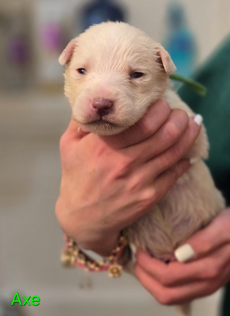 Enlarge Axe, a Adoptable mixed breed in Viroqua, WI image 3/6