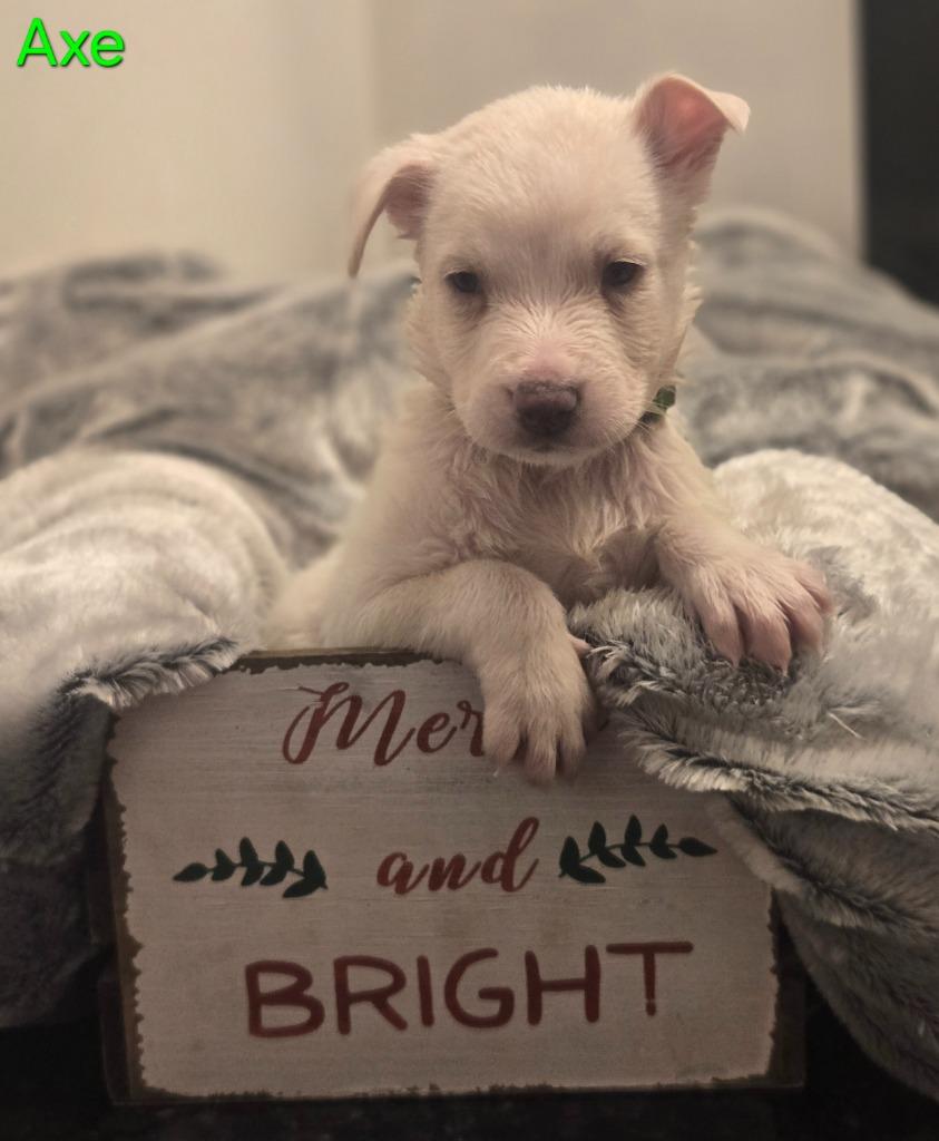 Enlarge Axe, a Adoptable mixed breed in Viroqua, WI image 5/6