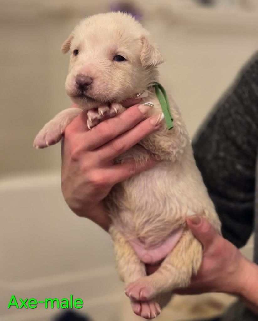 Enlarge Axe, a Adoptable mixed breed in Viroqua, WI image 6/6