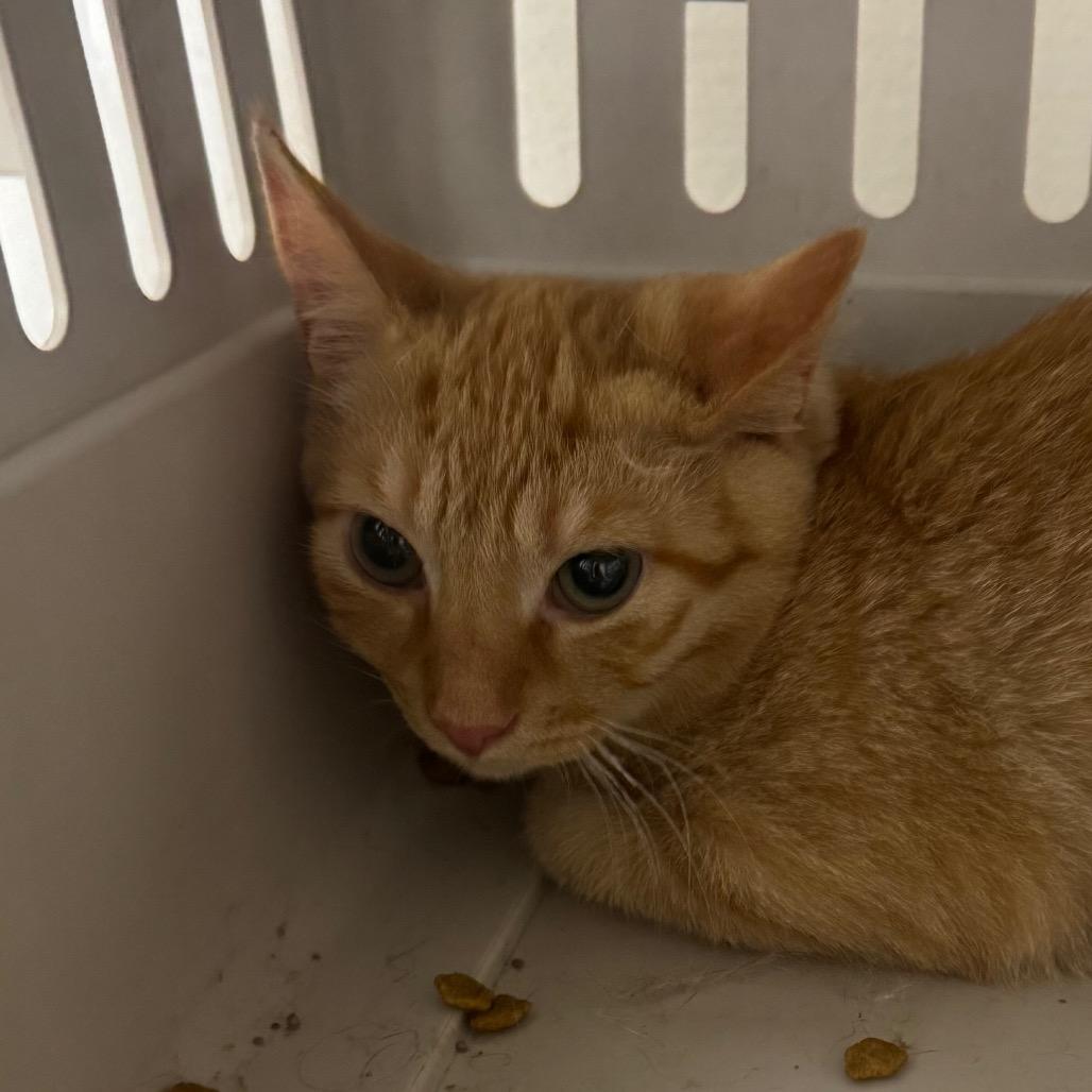 Major Whiskerton, Adoptable, Kitten Male Domestic Short Hair.