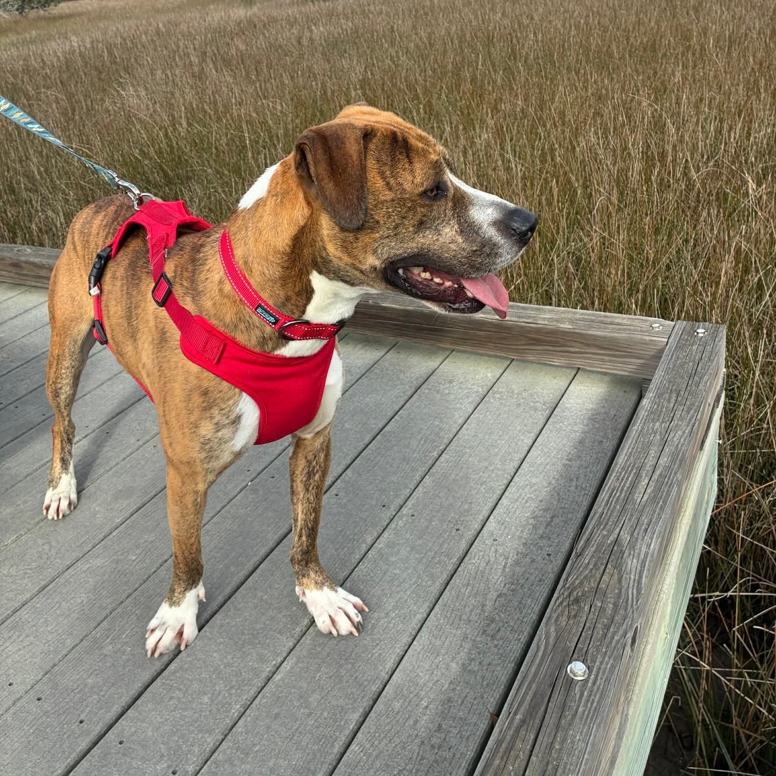 Enlarge Mojo, a ADOPTABLE mixed breed in Wando, SC image 4/4