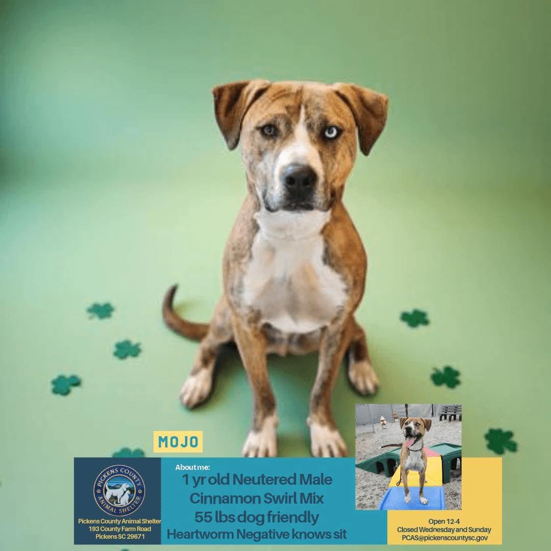 Mojo, ADOPTABLE, Young Male Boxer.