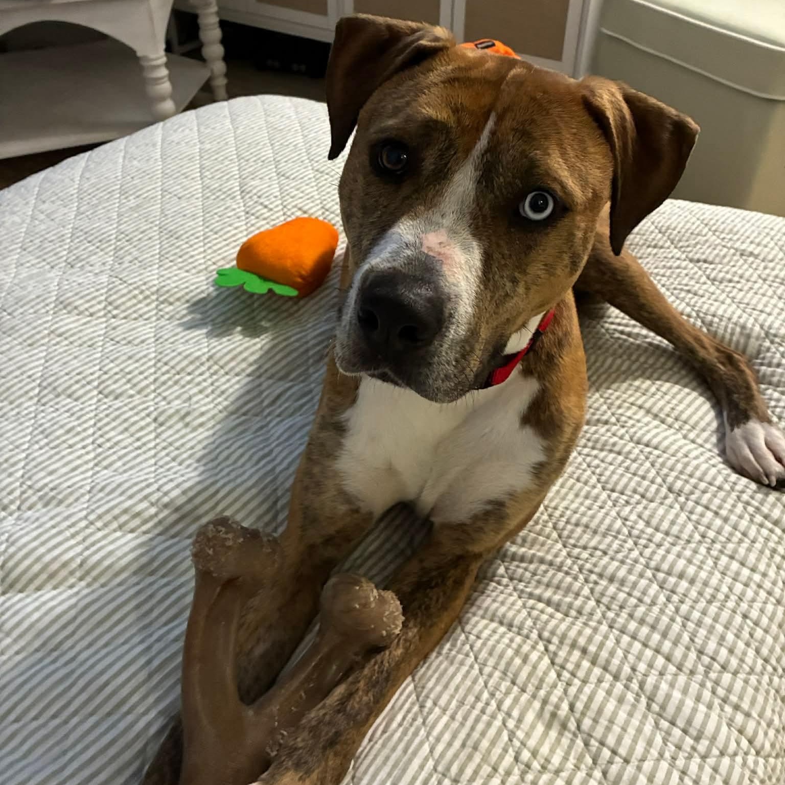 Enlarge Mojo, a ADOPTABLE mixed breed in Wando, SC image 2/4