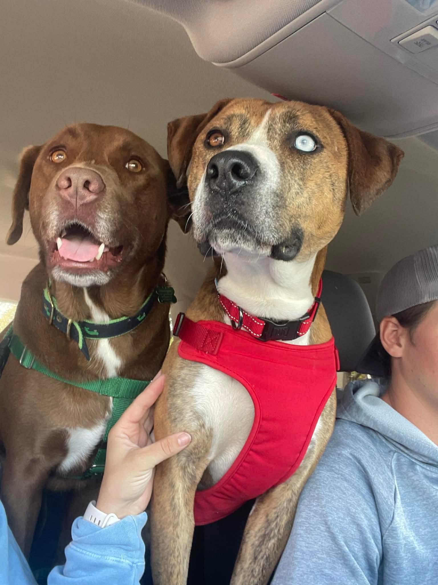 Enlarge Mojo, a ADOPTABLE mixed breed in Wando, SC image 3/4