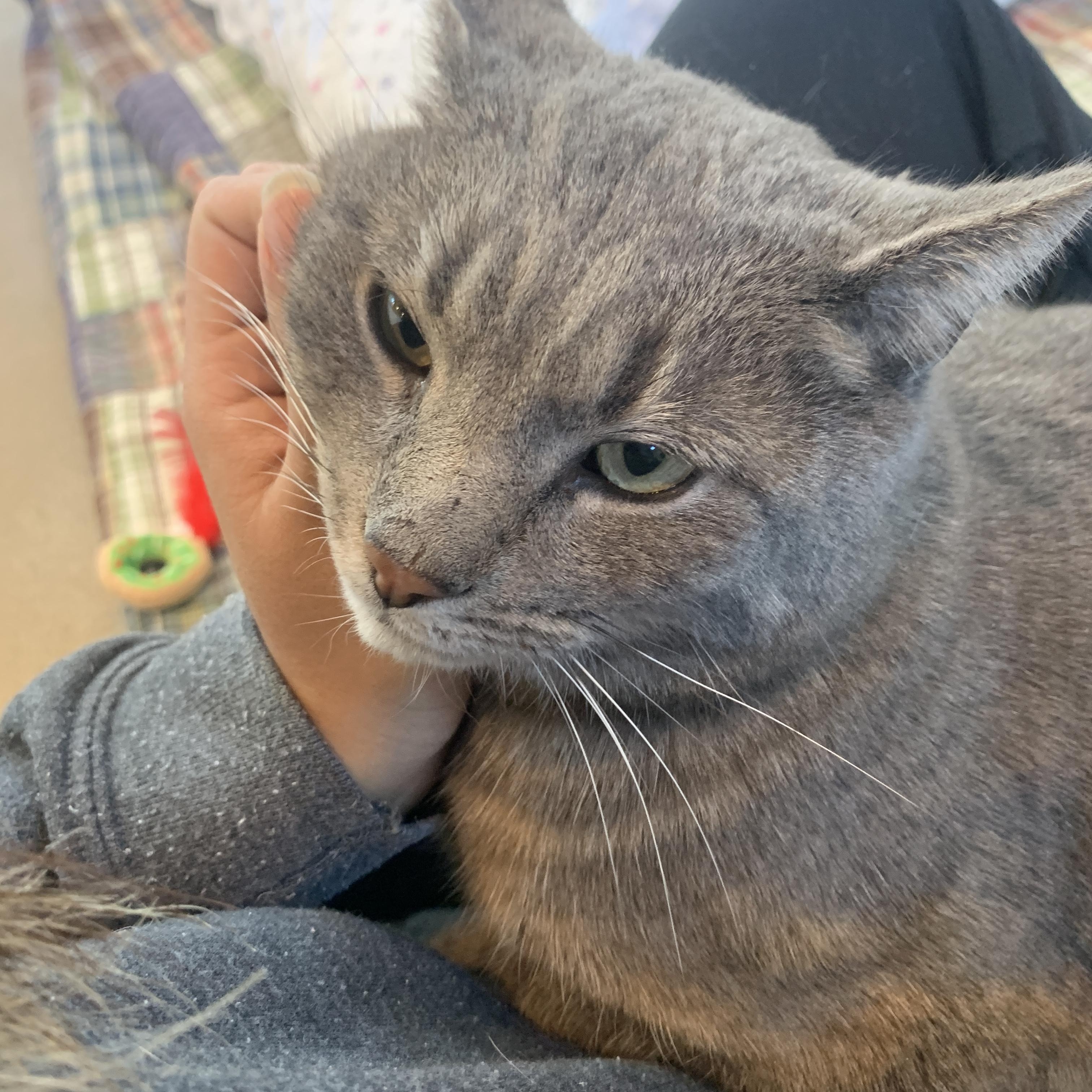 Enlarge Blue, an adopted Domestic Short Hair in Winchester, VA image 4/4