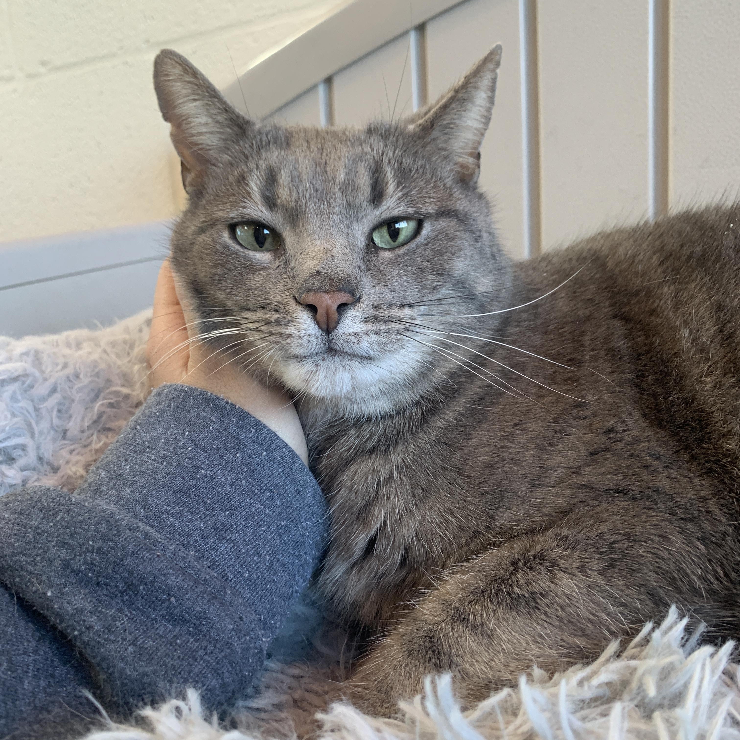 Enlarge Blue, an adopted Domestic Short Hair in Winchester, VA image 2/4