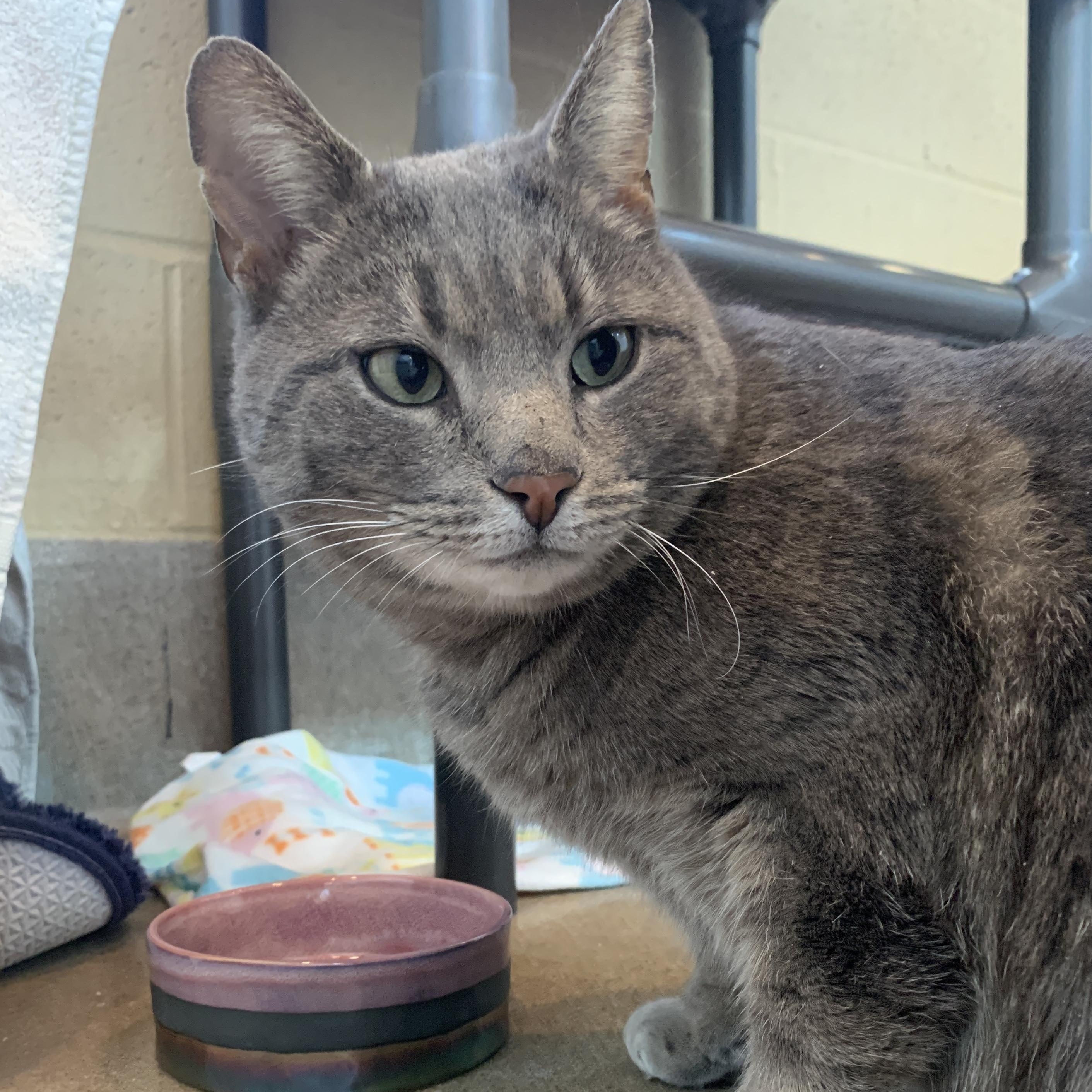 Enlarge Blue, an adopted Domestic Short Hair in Winchester, VA image 3/4