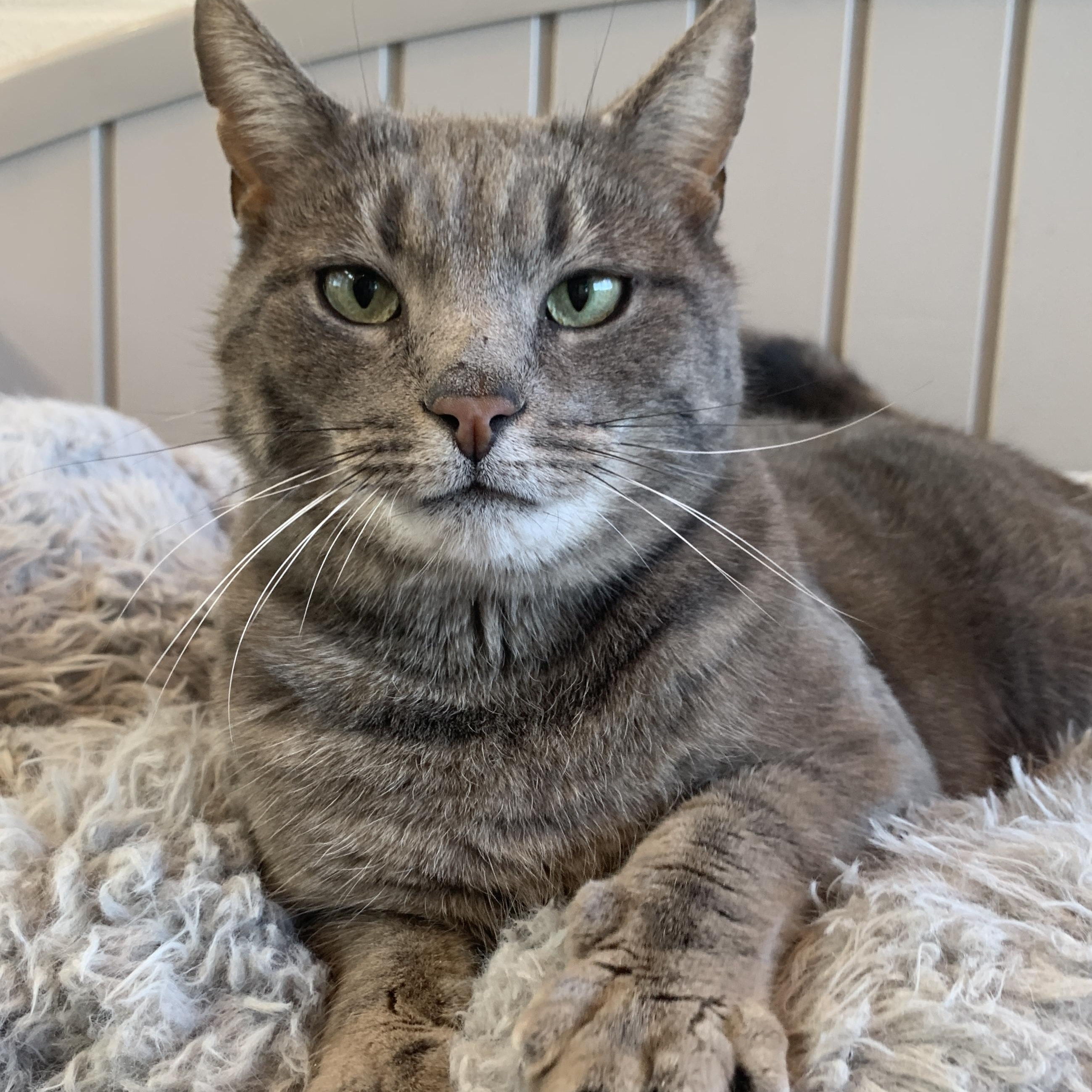 Enlarge Blue, an adopted Domestic Short Hair in Winchester, VA image 1/4