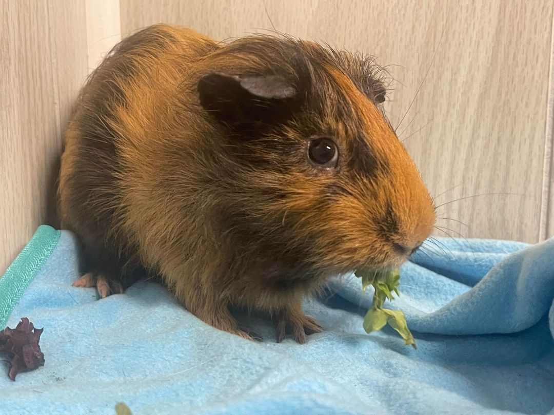 Ebenezer, a Adoptable Guinea Pig in Troy, AL image 1/6