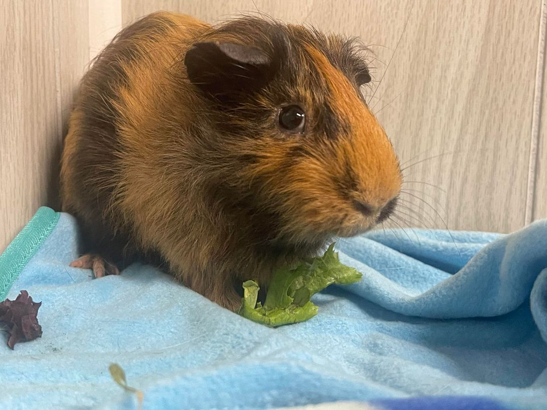 Ebenezer, a Adoptable Guinea Pig in Troy, AL image 2/6