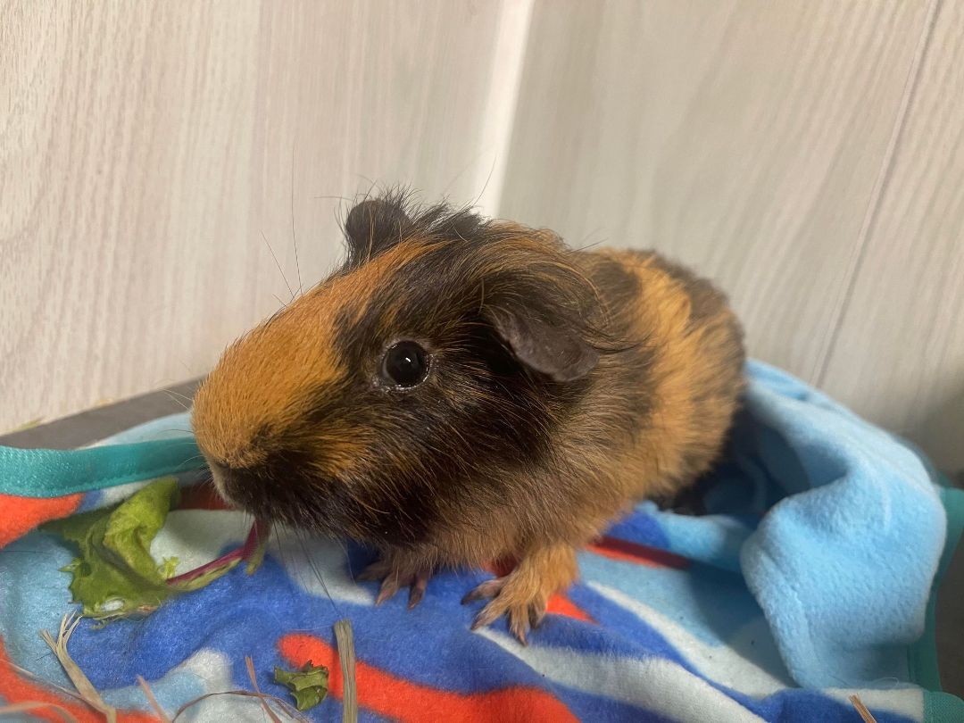 Ebenezer, a Adoptable Guinea Pig in Troy, AL image 3/6