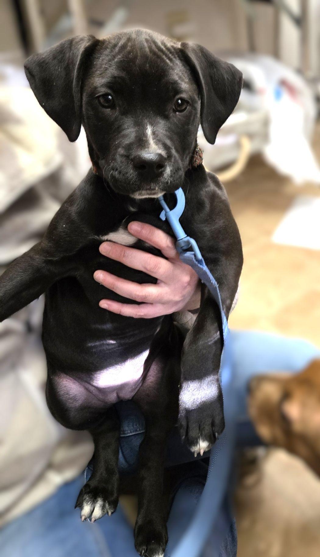 Blossom — thumbnail 2