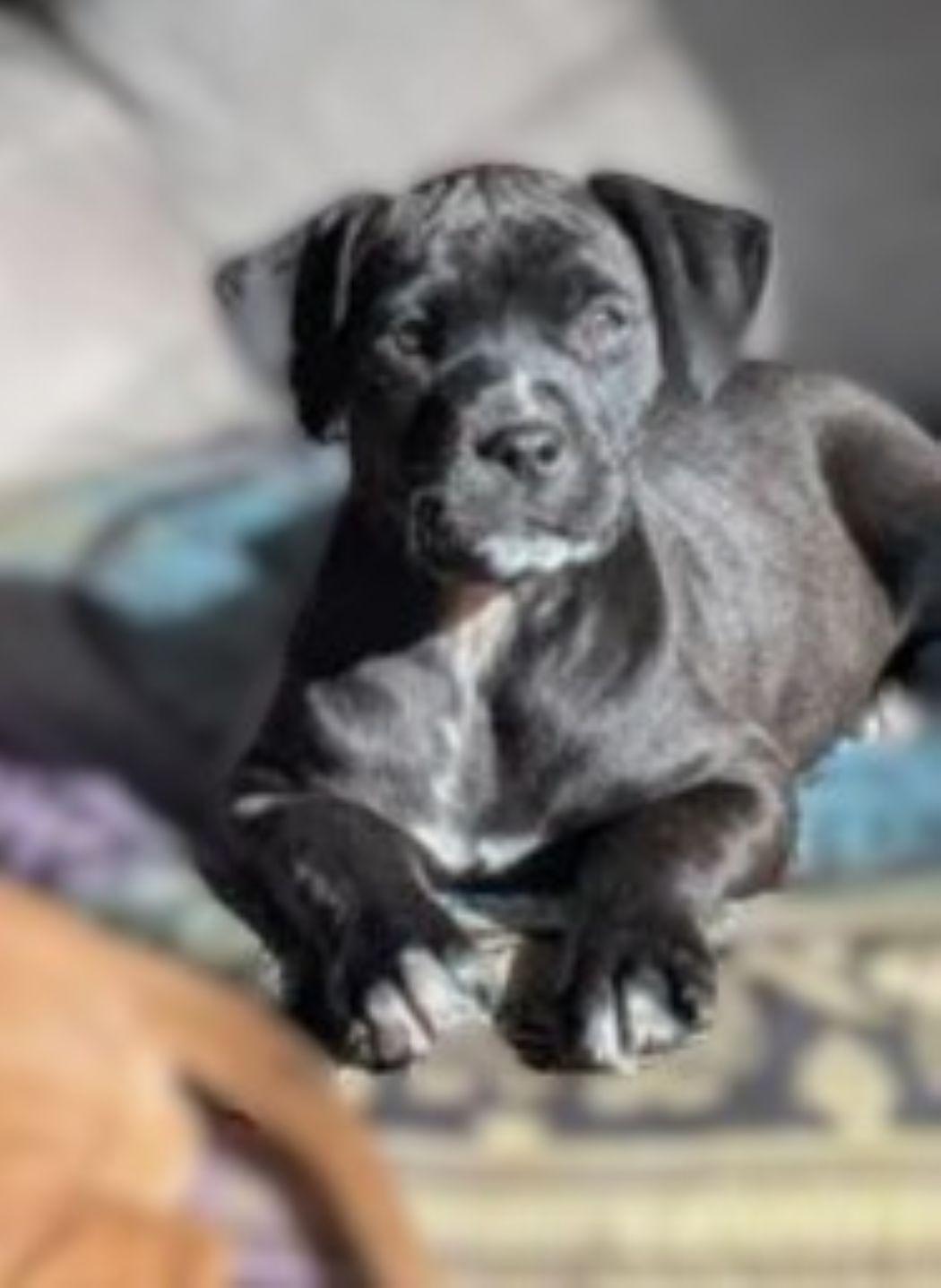 Blossom — thumbnail 3