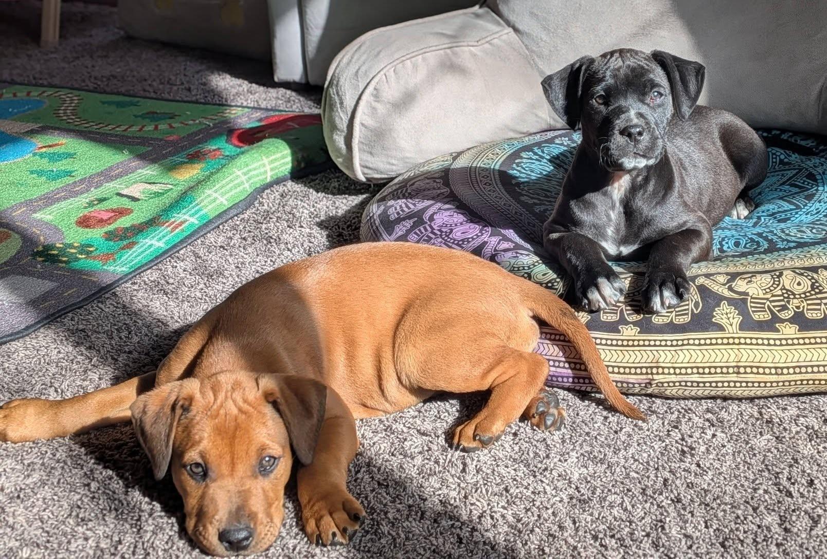 Blossom — thumbnail 4