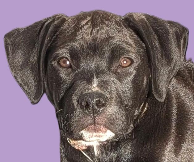 Blossom — thumbnail 5