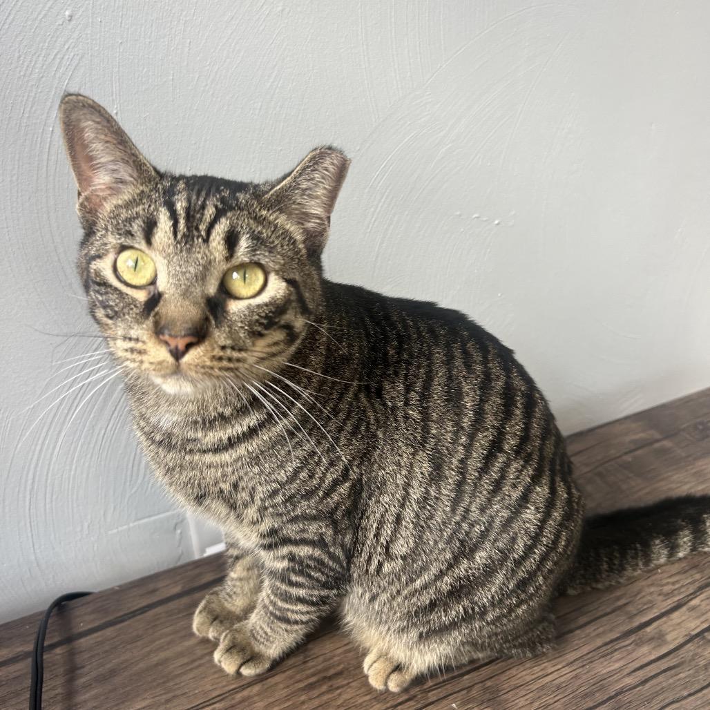 Gizzie, a Adoptable Domestic Short Hair in Rocky Mount, VA image 1/2