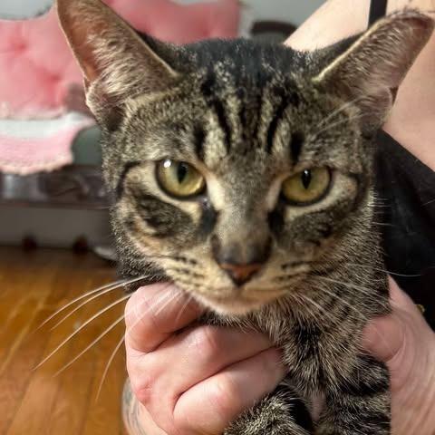 Gizzie, a Adoptable Domestic Short Hair in Rocky Mount, VA image 2/2