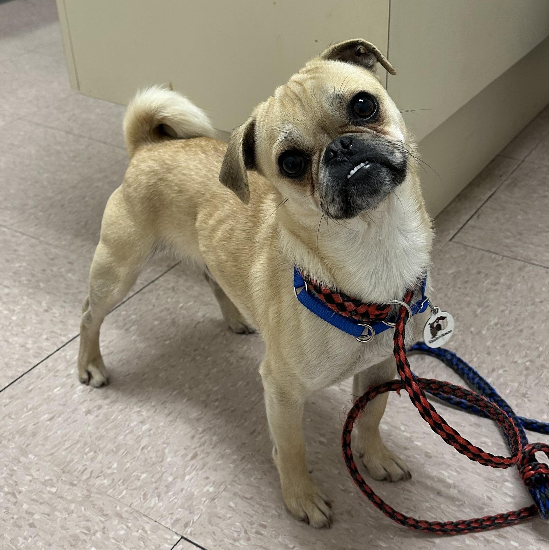 Enlarge Dave, a ADOPTABLE mixed breed in Knightsen, CA image 2/5