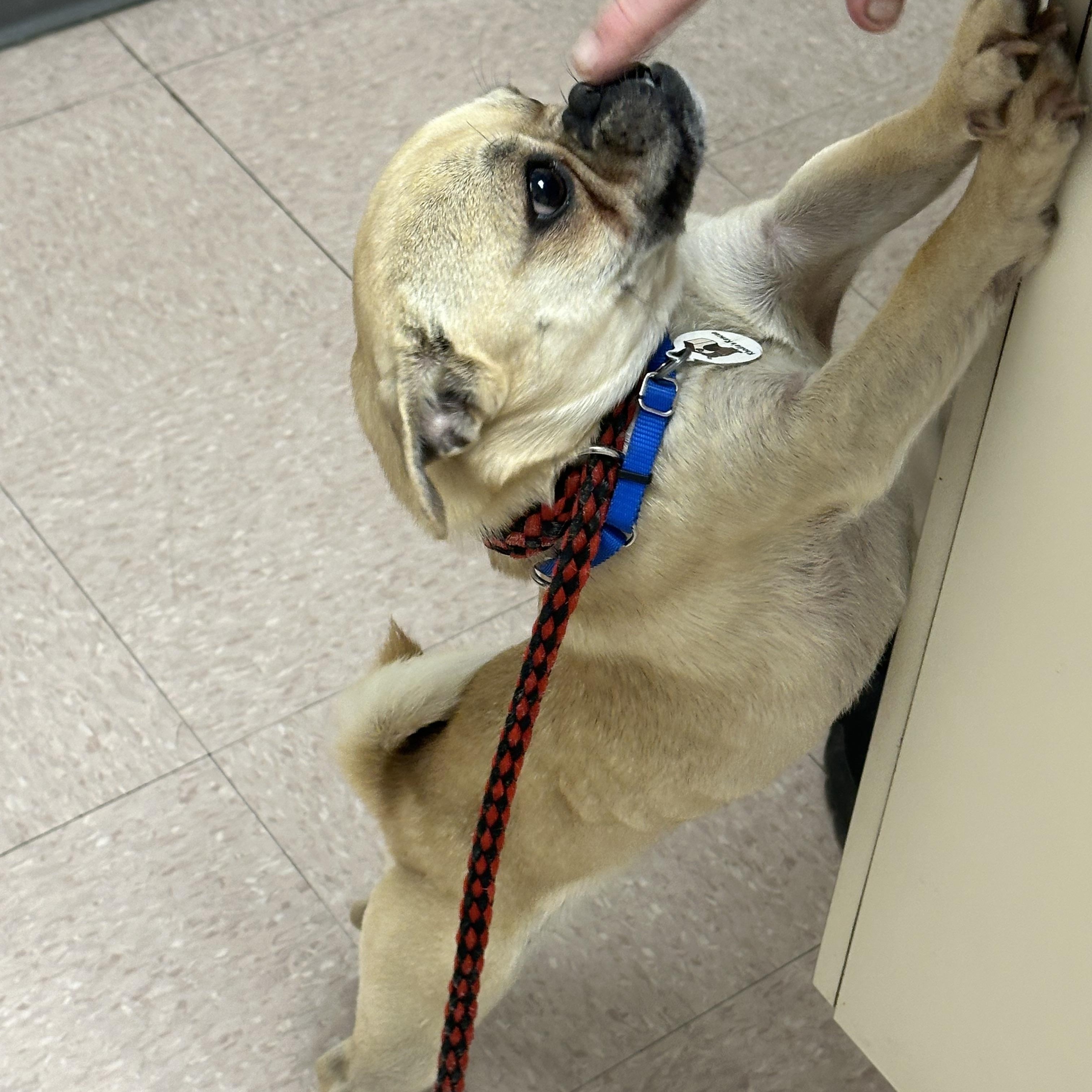 Enlarge Dave, a ADOPTABLE mixed breed in Knightsen, CA image 4/5