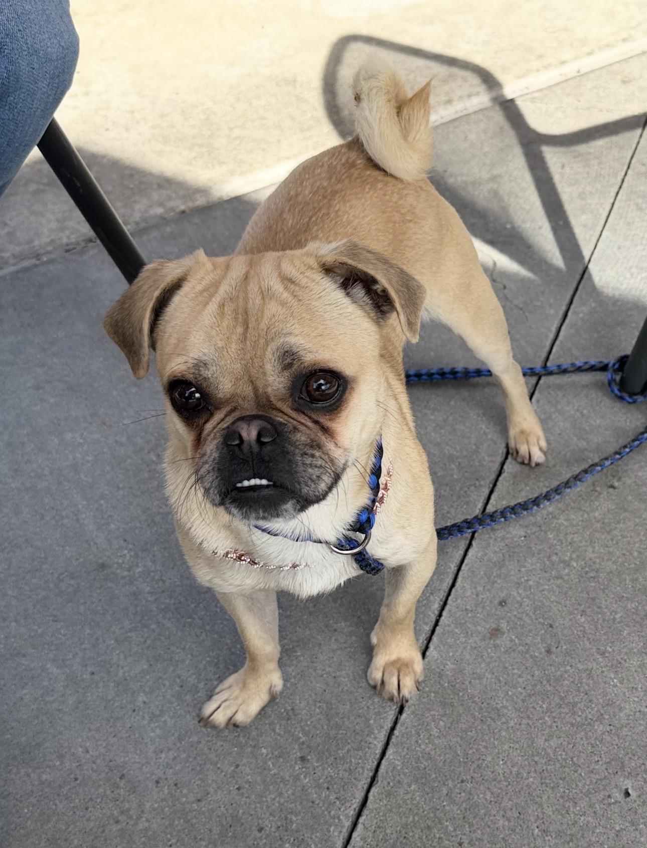 Enlarge Dave, a ADOPTABLE mixed breed in Knightsen, CA image 3/5