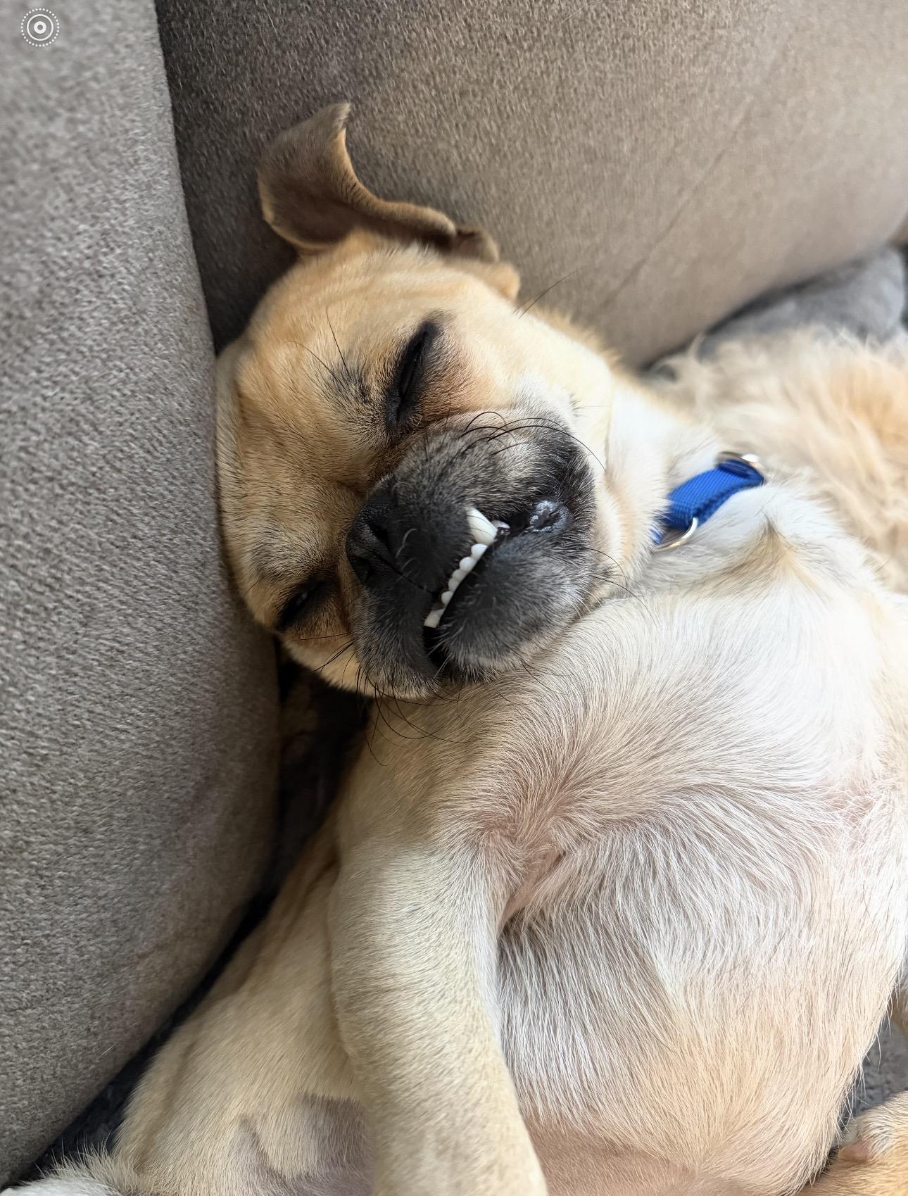 Enlarge Dave, a ADOPTABLE mixed breed in Knightsen, CA image 5/5