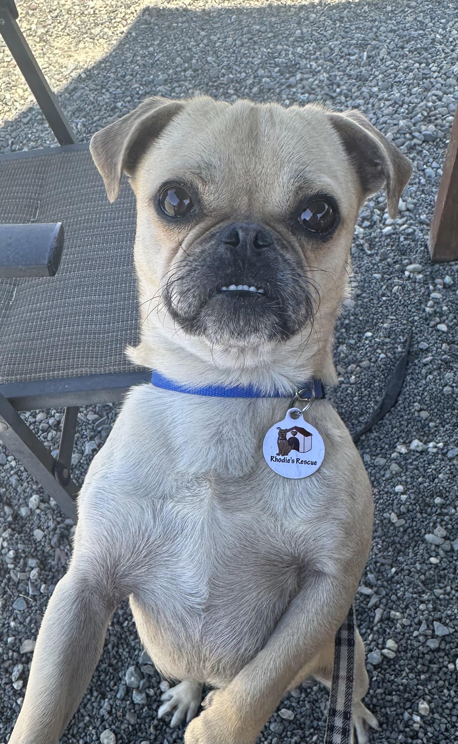 Enlarge Dave, a ADOPTABLE mixed breed in Knightsen, CA image 1/5