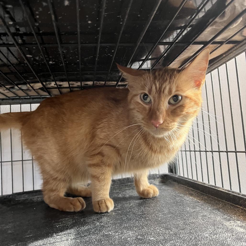 Ron, Adoptable, Adult Male Domestic Short Hair & Domestic Short Hair.