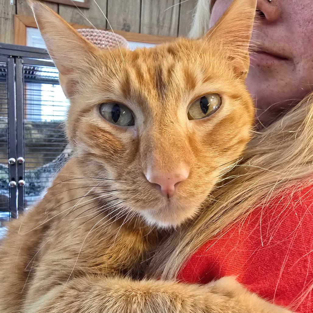 Enlarge Ron, a Adoptable mixed breed in Hanna City, IL image 2/2