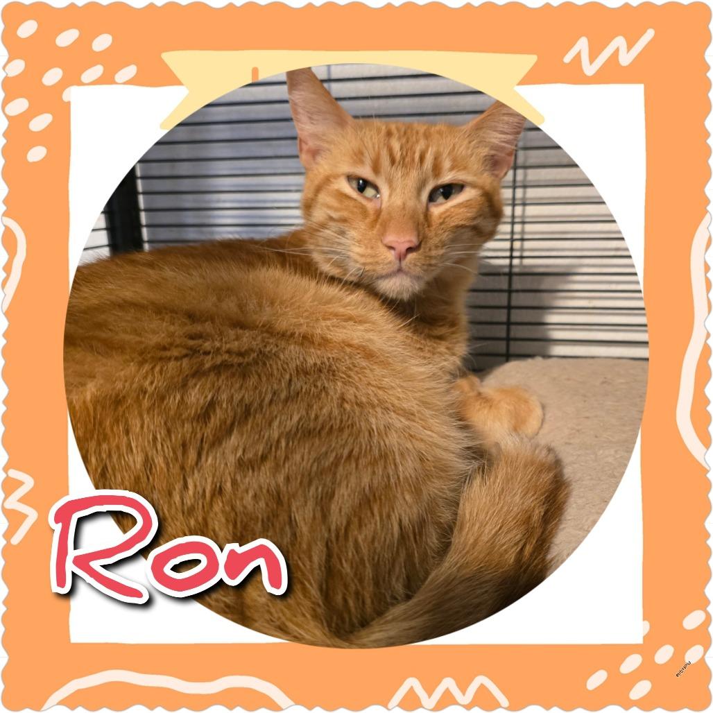 Enlarge Ron, a Adoptable mixed breed in Hanna City, IL image 3/3