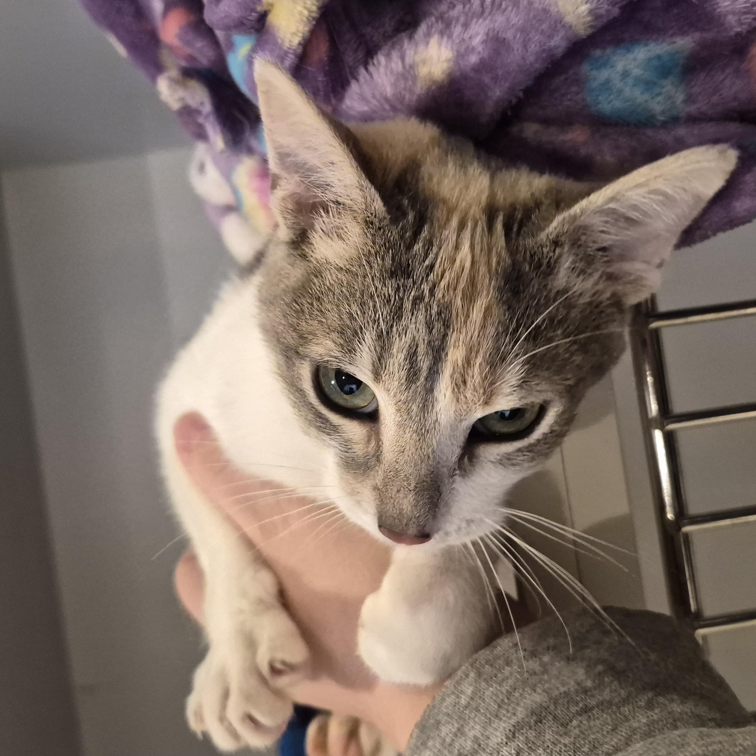 Diamond, adopted, Young Female Domestic Short Hair.