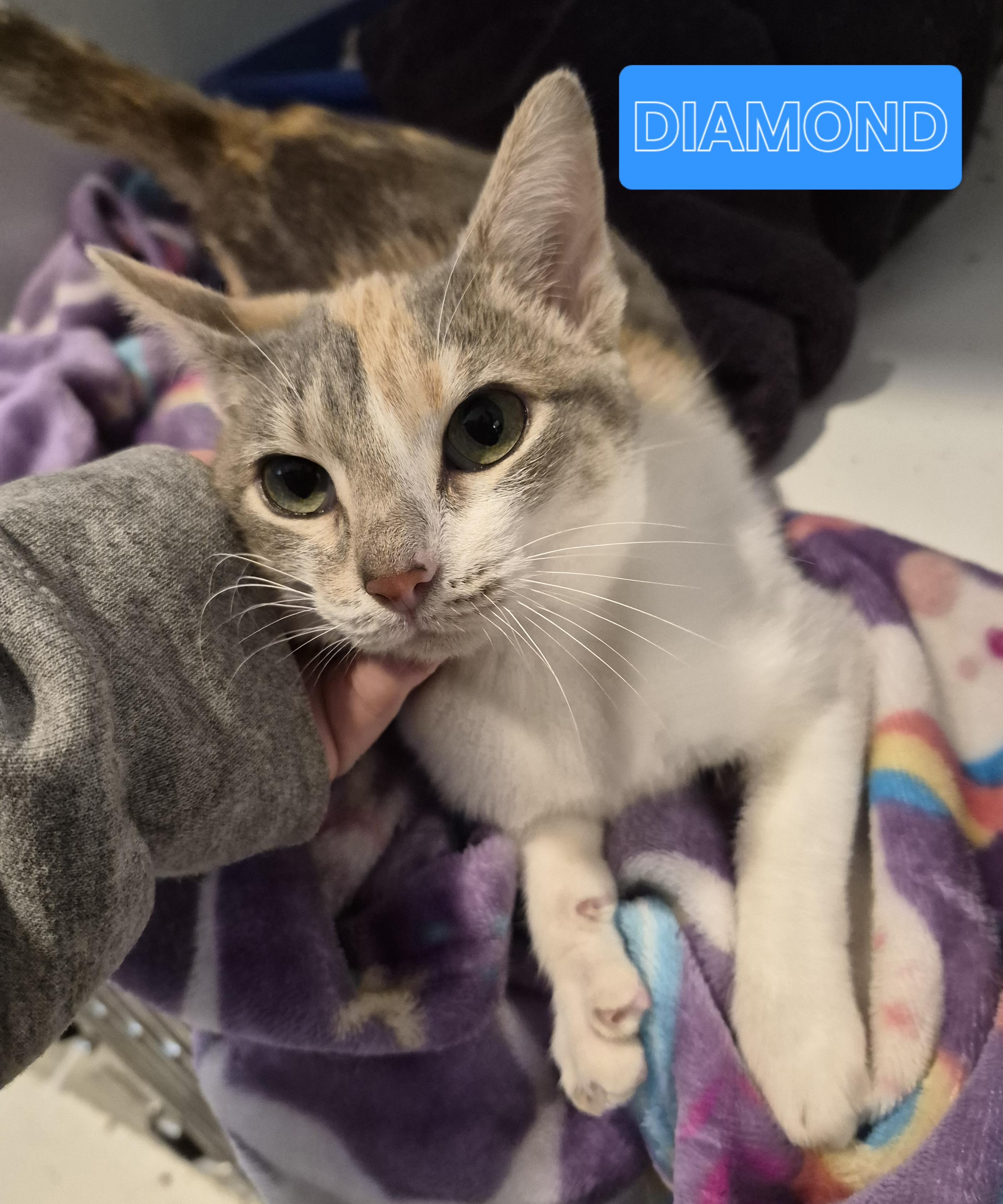 Enlarge Diamond, an adopted Domestic Short Hair in Blue Springs, MO image 2/5