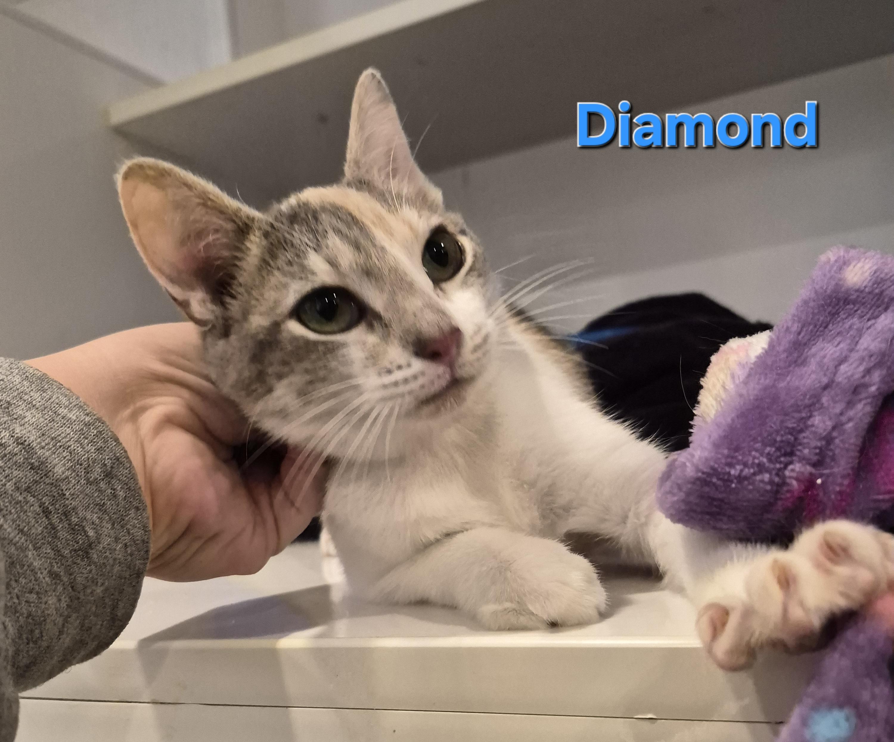 Enlarge Diamond, an adopted Domestic Short Hair in Blue Springs, MO image 4/5