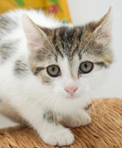 Our fosters are have so many kittens are now big enough to be adopted They are anywhere from 8 to