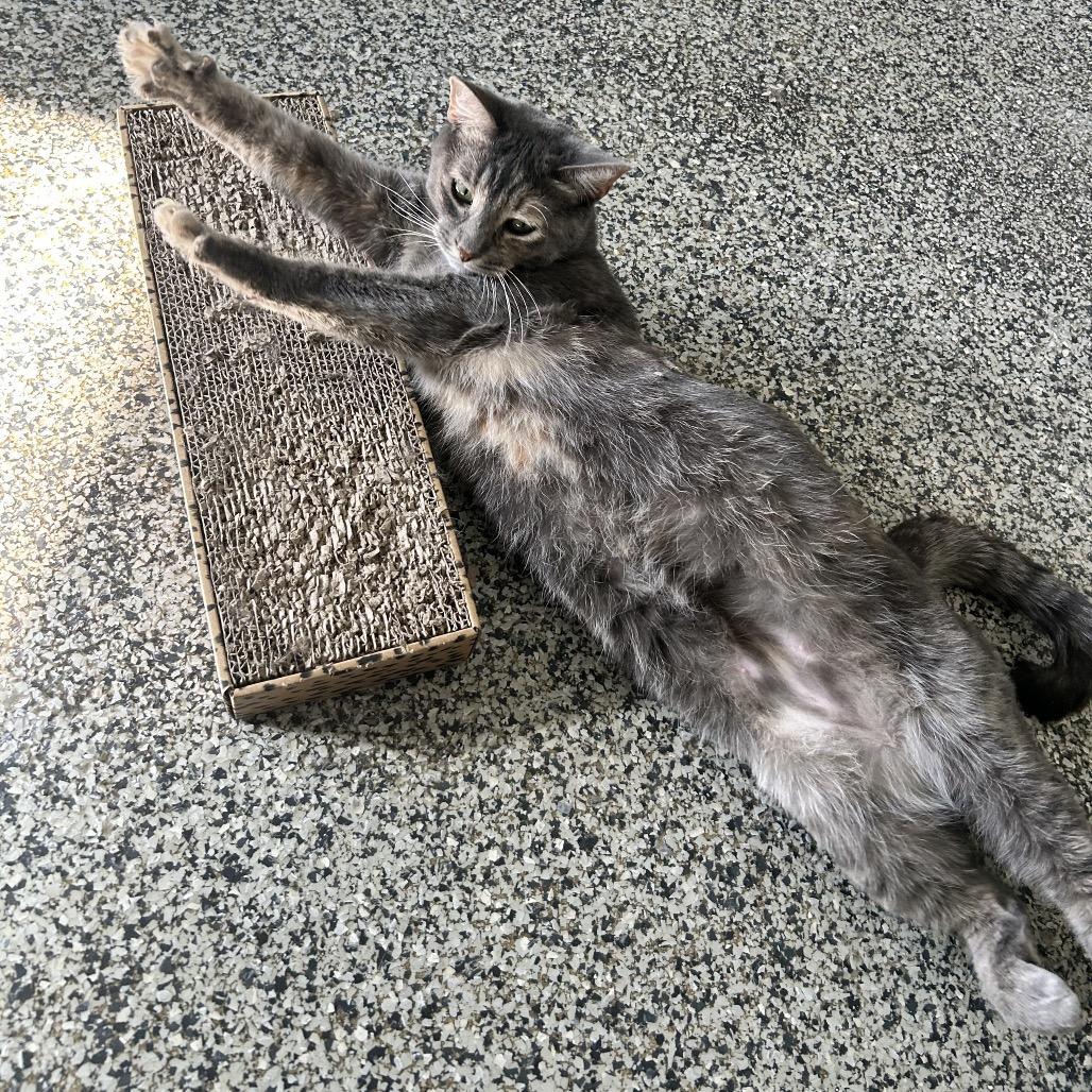 Bee Bee TX, Adoptable, Adult Female Domestic Short Hair.